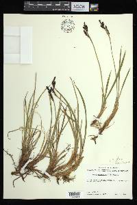 Carex bigelowii subsp. lugens image