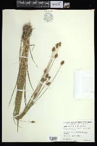 Carex bebbii image