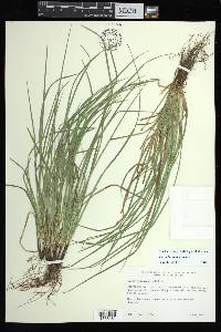 Carex basiantha image