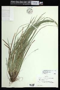 Carex basiantha image