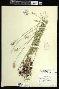 Carex bicknellii image