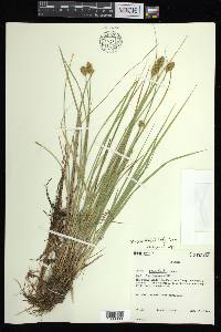 Carex bebbii image