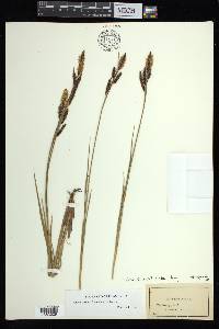 Carex barrattii image