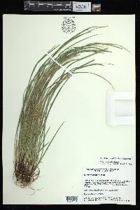 Carex basiantha image