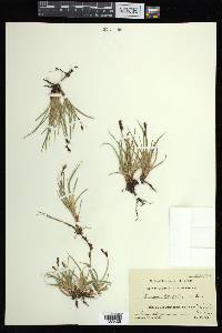 Carex bigelowii subsp. bigelowii image