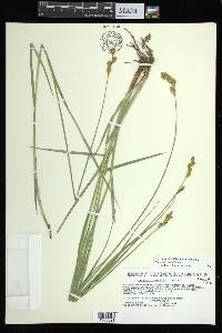 Carex bicknellii image