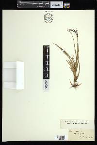 Carex bigelowii subsp. bigelowii image