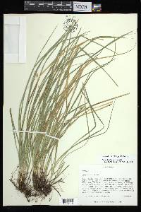 Carex basiantha image