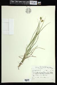 Carex bebbii image