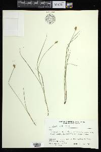 Carex bebbii image