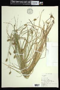 Carex bebbii image