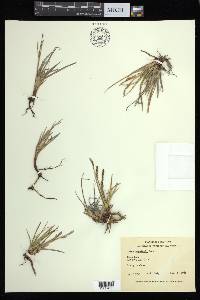 Carex bigelowii image