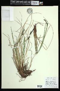 Carex bigelowii subsp. lugens image