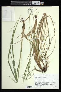 Carex biltmoreana image