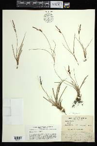 Carex bigelowii subsp. bigelowii image