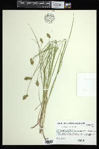 Carex bebbii image