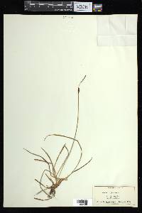 Carex bigelowii subsp. bigelowii image