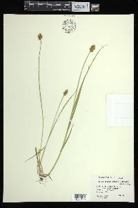 Carex bebbii image