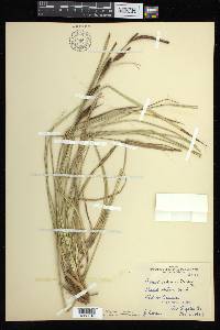 Carex barbarae image