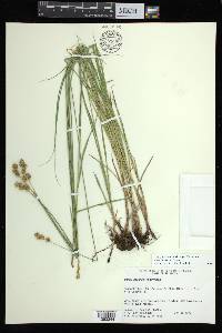 Carex bicknellii image