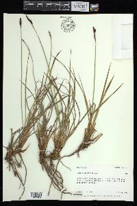 Carex bigelowii subsp. lugens image