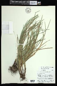 Carex basiantha image