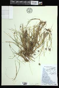 Carex bicolor image