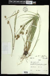 Carex bebbii image