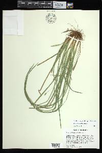 Carex basiantha image