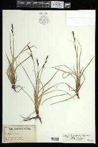 Carex bigelowii subsp. bigelowii image