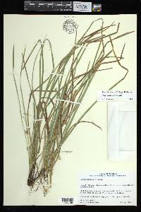 Carex basiantha image