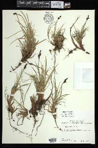 Carex bigelowii subsp. lugens image