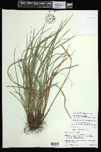 Carex basiantha image