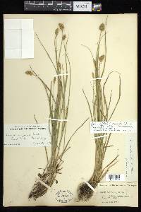 Carex bebbii image