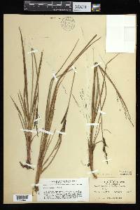 Carex bigelowii subsp. bigelowii image