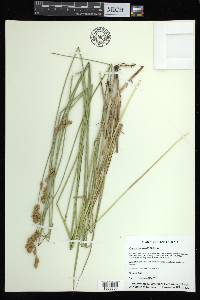 Carex bicknellii image