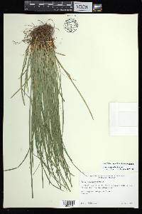 Carex basiantha image