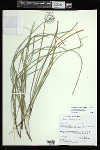 Carex basiantha image