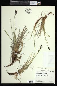 Carex bigelowii subsp. lugens image