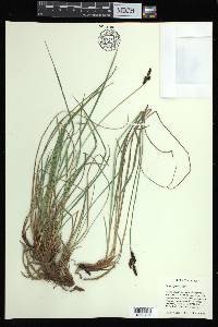 Carex bigelowii subsp. lugens image