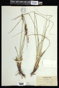 Carex barbarae image