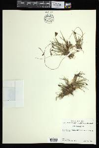 Carex bicolor image