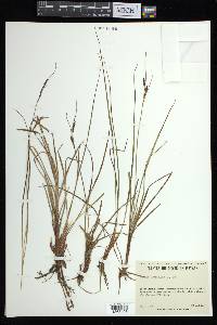 Carex bigelowii image