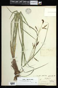 Carex barrattii image