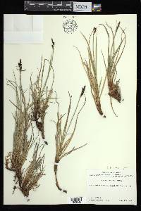 Carex bigelowii subsp. lugens image