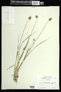 Carex bebbii image