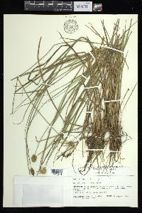 Carex bebbii image