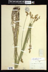 Carex bicknellii image