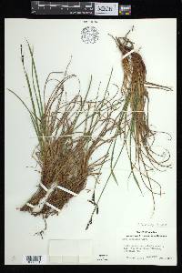 Carex bigelowii image