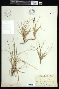 Carex bigelowii image